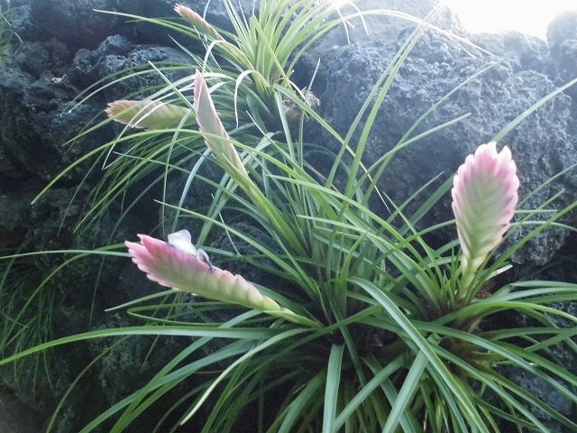 キアネア　開花中（ドーム）