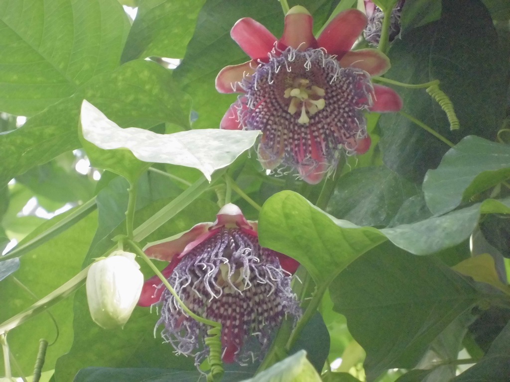 オオミトケイソウ 随時開花中 とちぎ花センター