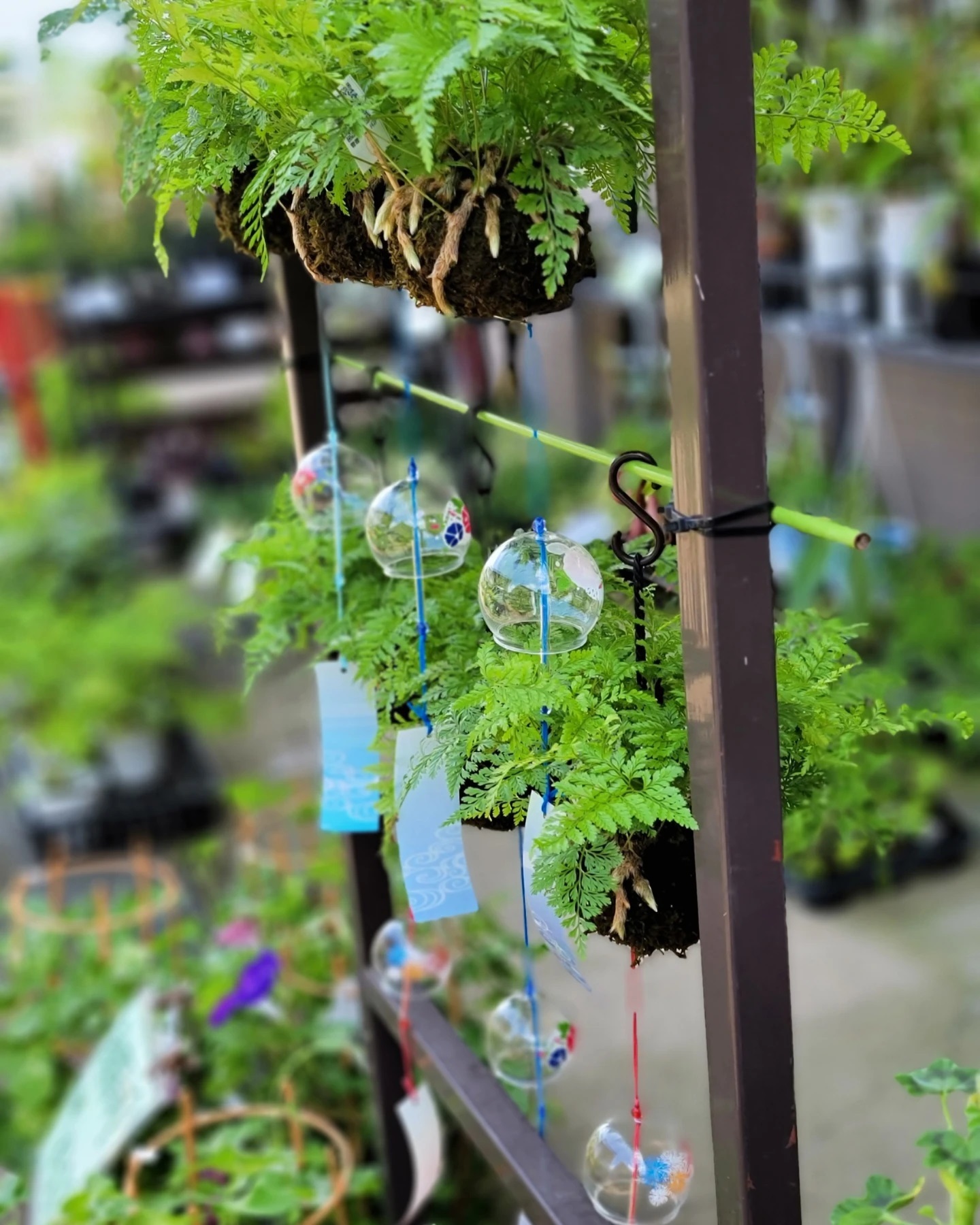 体験キット 多肉植物の寄せ植え 販売中 とちぎ花センター