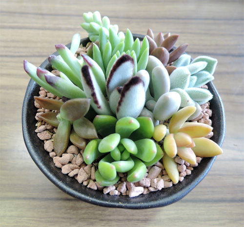 多肉の寄せ植え とちぎ花センター