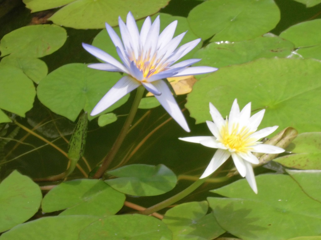 熱帯スイレン 開花中 ドーム とちぎ花センター