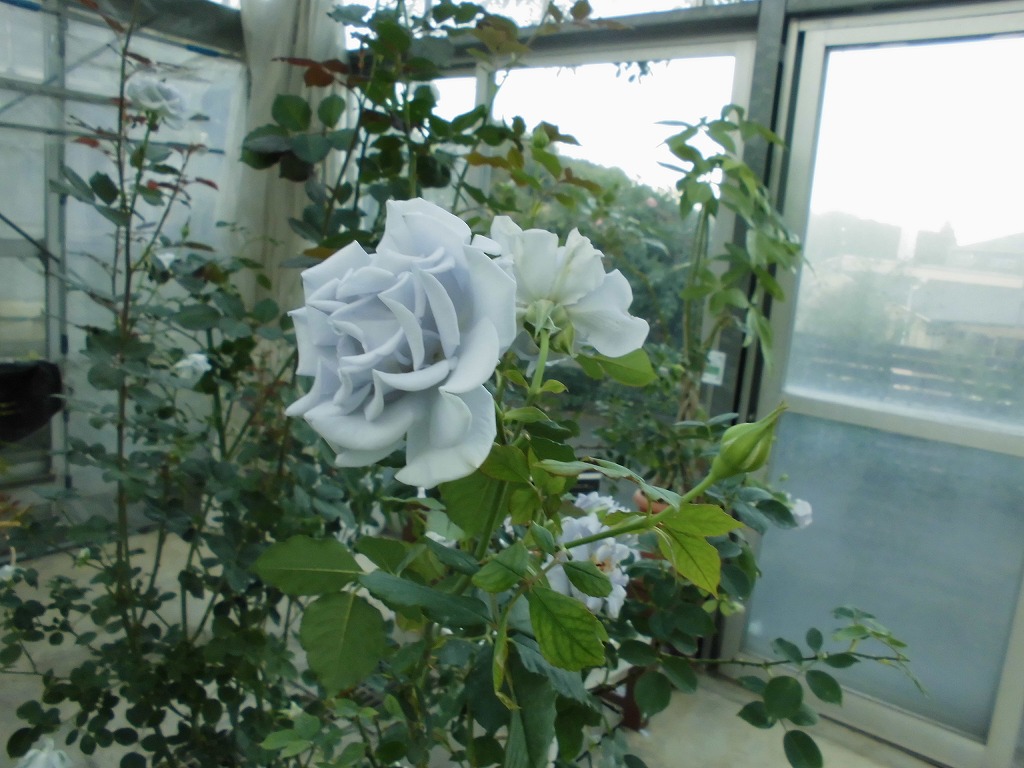 バラ園のバラ 綾 とちぎ花センター