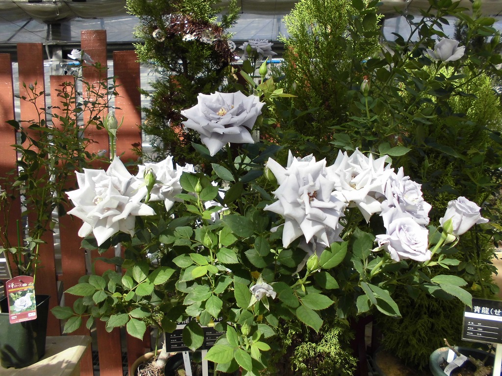 バラ園のバラ 青龍 とちぎ花センター