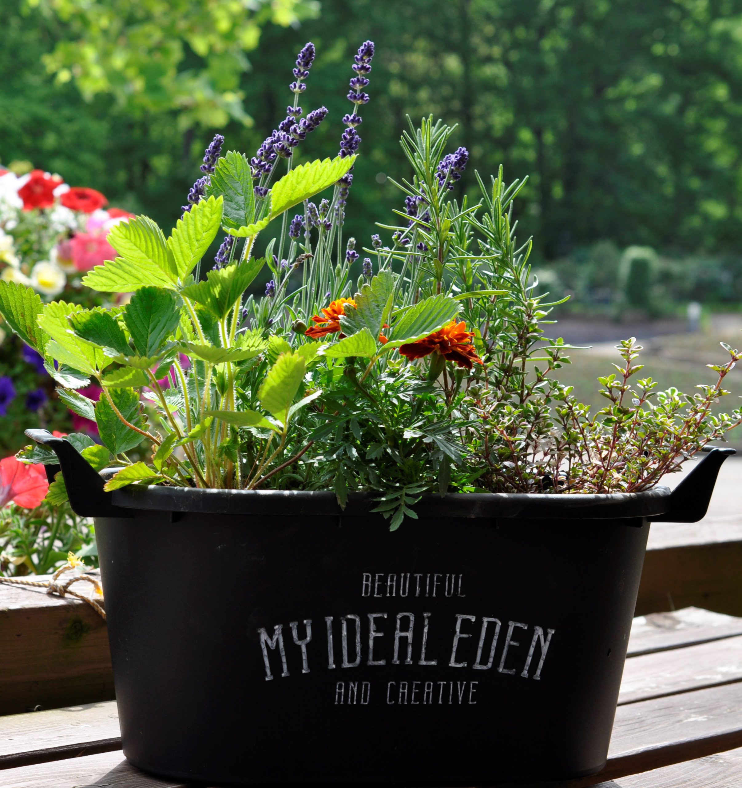 ハーブの寄せ植え 定員になりました とちぎ花センター ハーブの寄せ植え 定員になりました とちぎ花センター