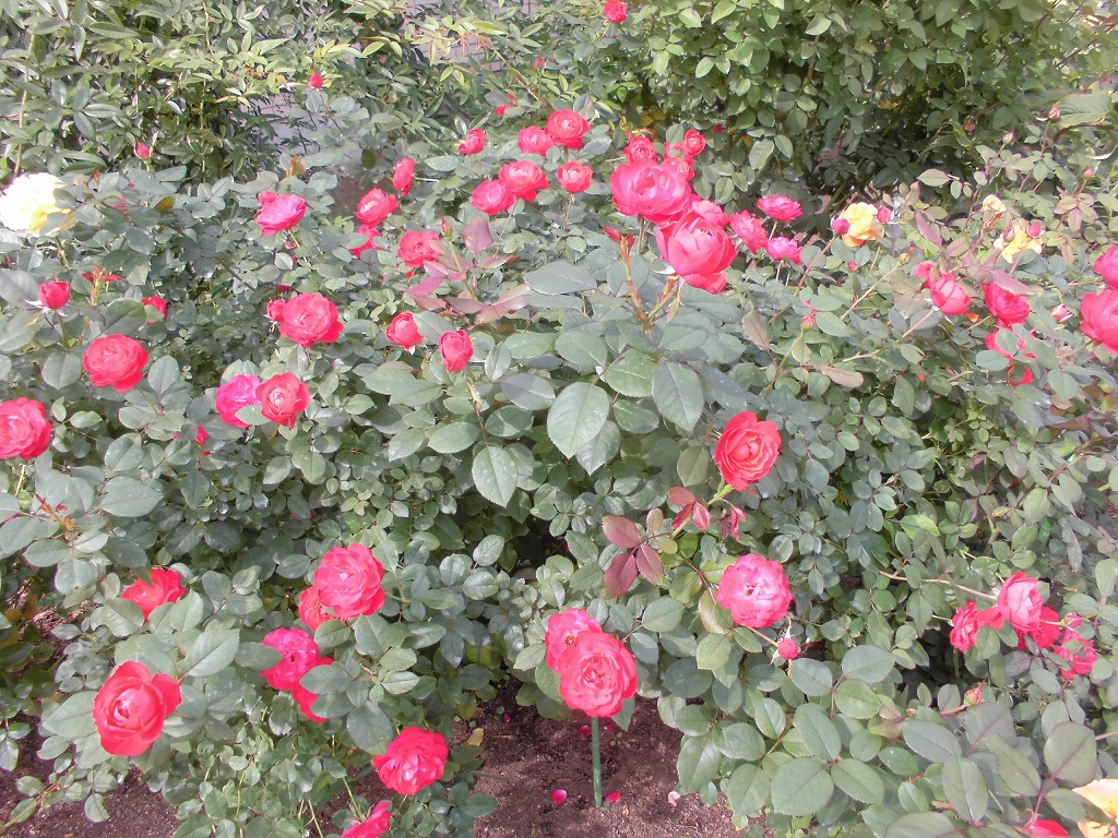 新しいバラ園のバラ レディエマハミルトン とちぎ花センター