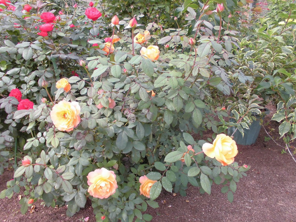 新しいバラ園のバラ（チェリーボニカ）