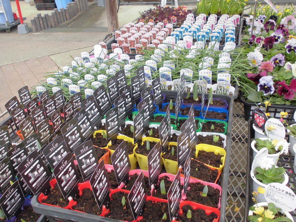 芽出し球根 とちぎ花センター