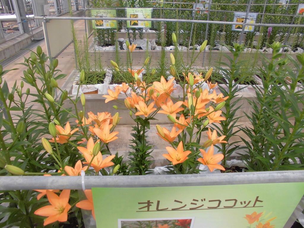 青い温室（ユリ最初の開花オレンジココット）