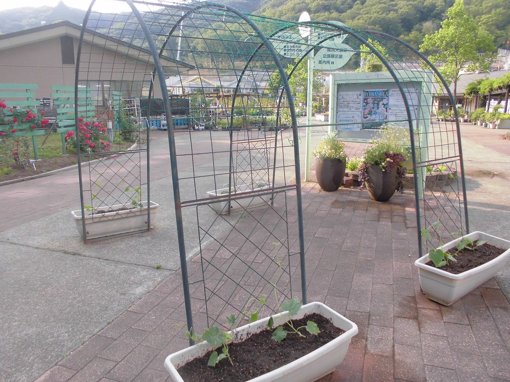 ヘビウリ　植えました