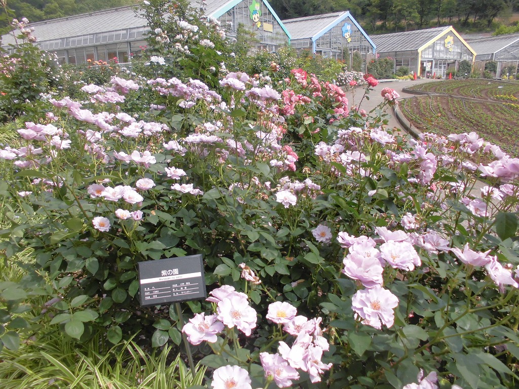 紫の園　咲いています