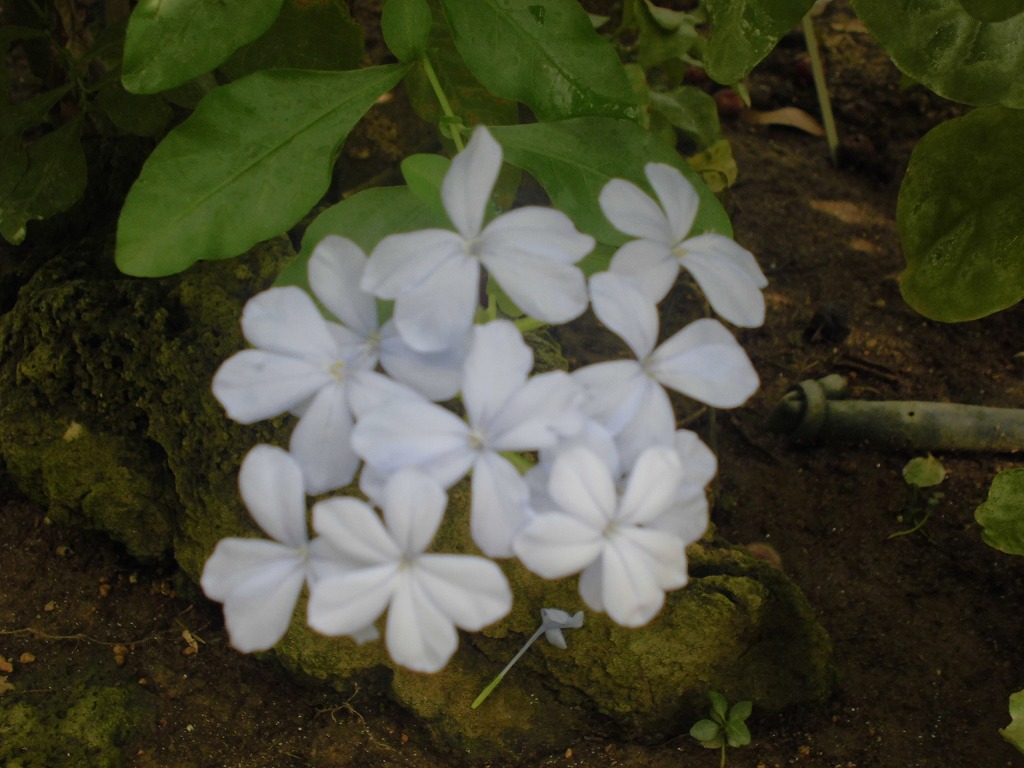 ルリマツリ　開花中（ドーム）