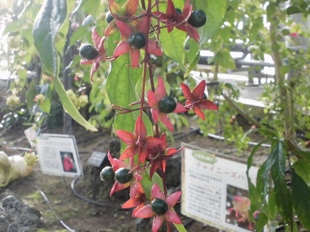 グレープバニラ　結実中（ドーム）