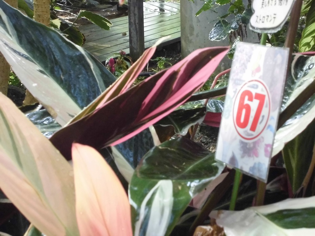 ストロマンテ　（ドーム）