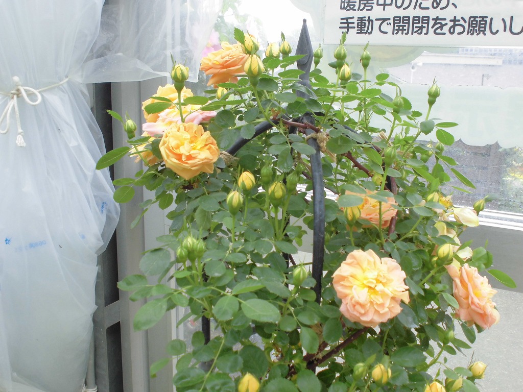 お庭の中のバラ　ソレイユドール開花中