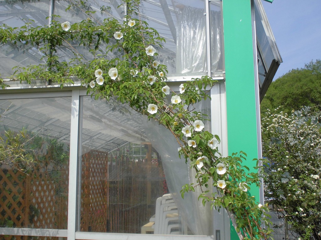 ナニワバラ　開花　緑の温室の外右側