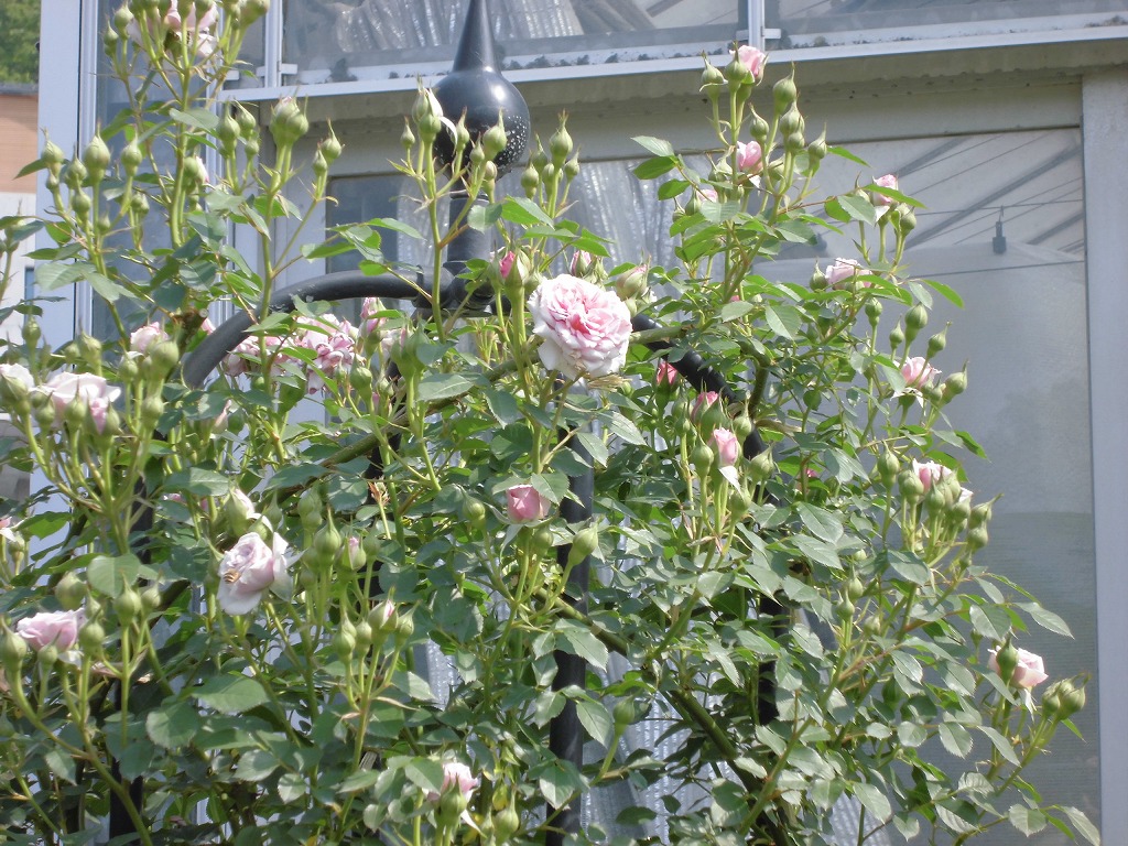 バラ園のバラ　ハウステンボス　開花