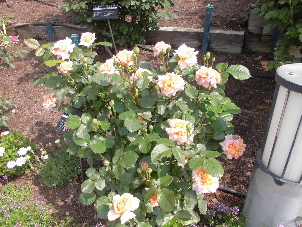 バラ園のバラ　花菜・ローズ　開花中