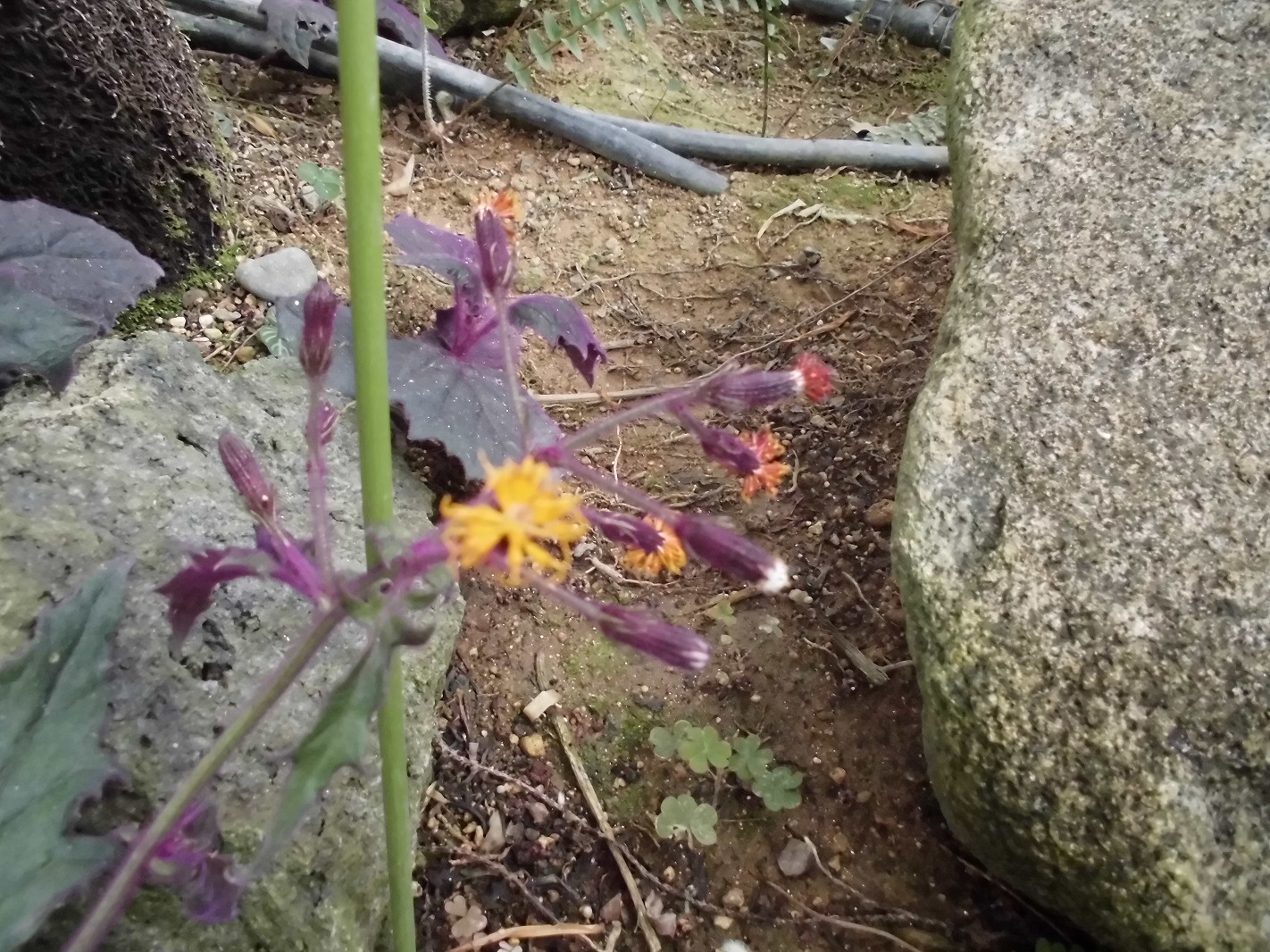 ギヌラ　開花中（ドーム）