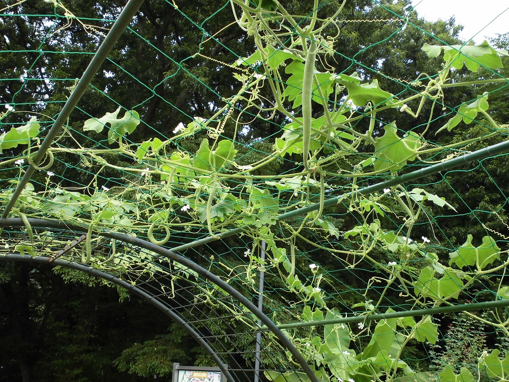 ヘビウリ　開花結実中
