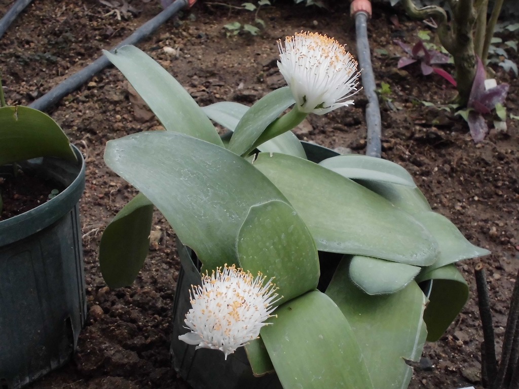 ハエマンサス（まゆはけおもと）　開花中（ドーム）