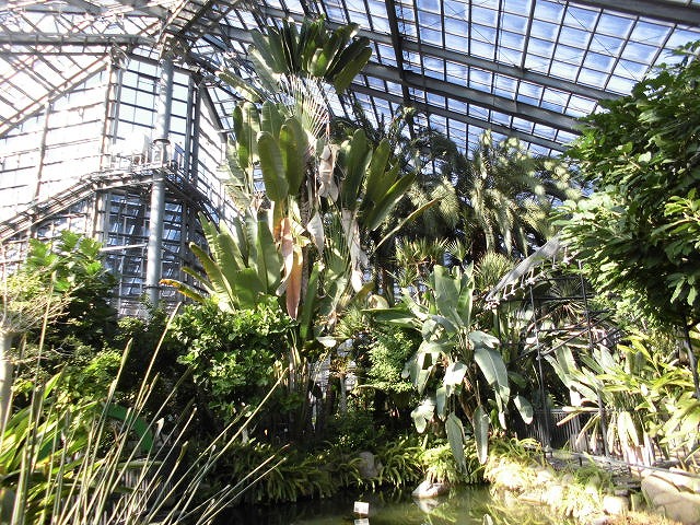 タビビトノキ（ドーム）