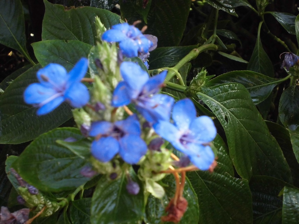 エランテムム・プルケルム　開花中（ドーム）