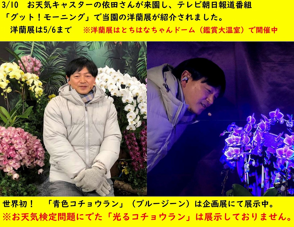 現在、開催中の洋蘭展がテレビ朝日「グッド！モーニング」で紹介されました。