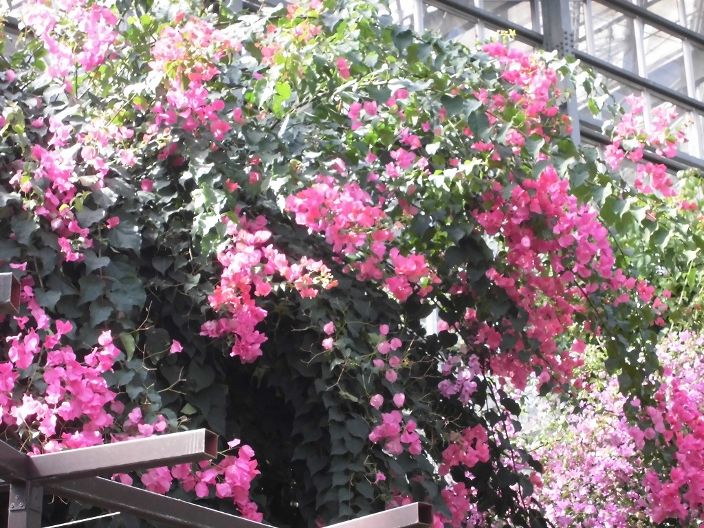 ブーゲンビレア　開花中（ドーム）