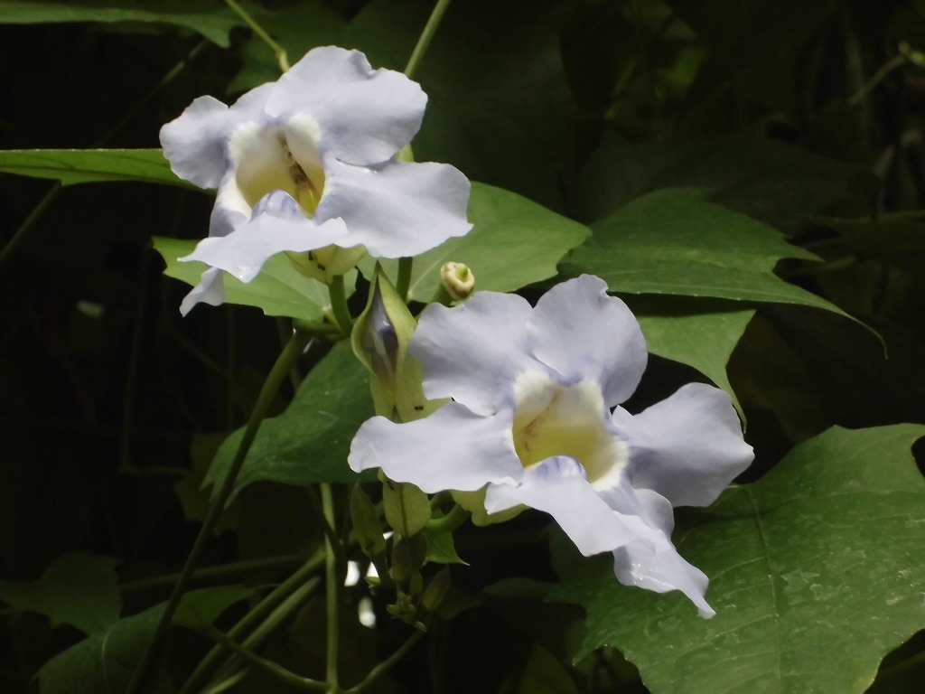 ベンガルヤハズカズラ　開花中（ドーム）