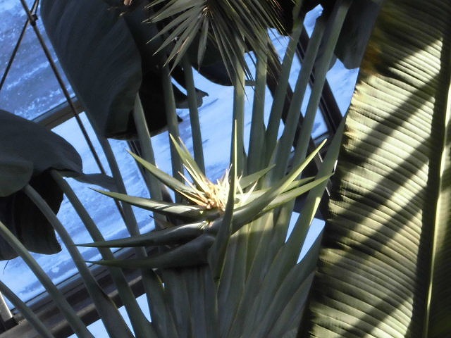 タビビトノキ　開花中（ドーム）