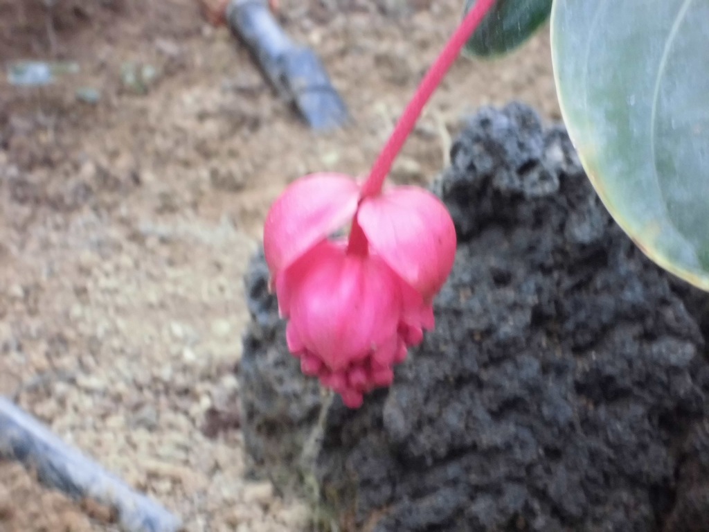 メディニラマグニフィカフラメンコ　蕾状態（ドーム）