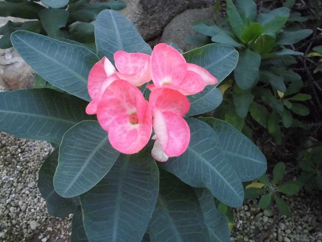 砂漠室出口のハナキリン八福神　開花中（ドーム）