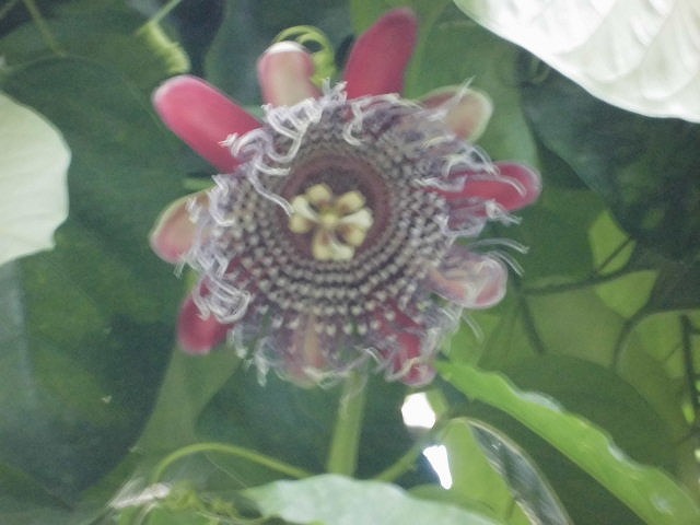 オオミトケイソウ　随時開花中（ドーム）