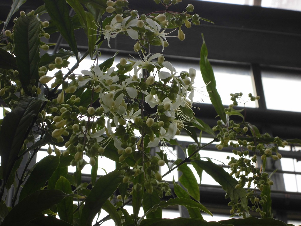 グレープバニラ　開花始まり（ドーム）