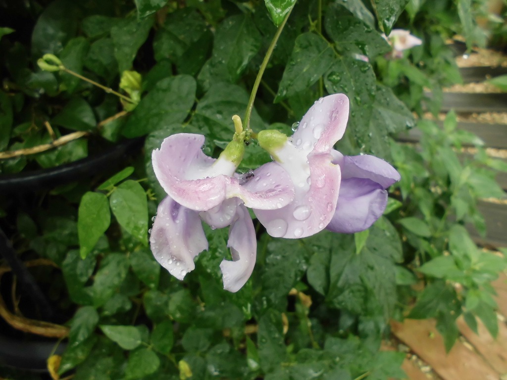 スネールフラワー　開花中（ドーム）