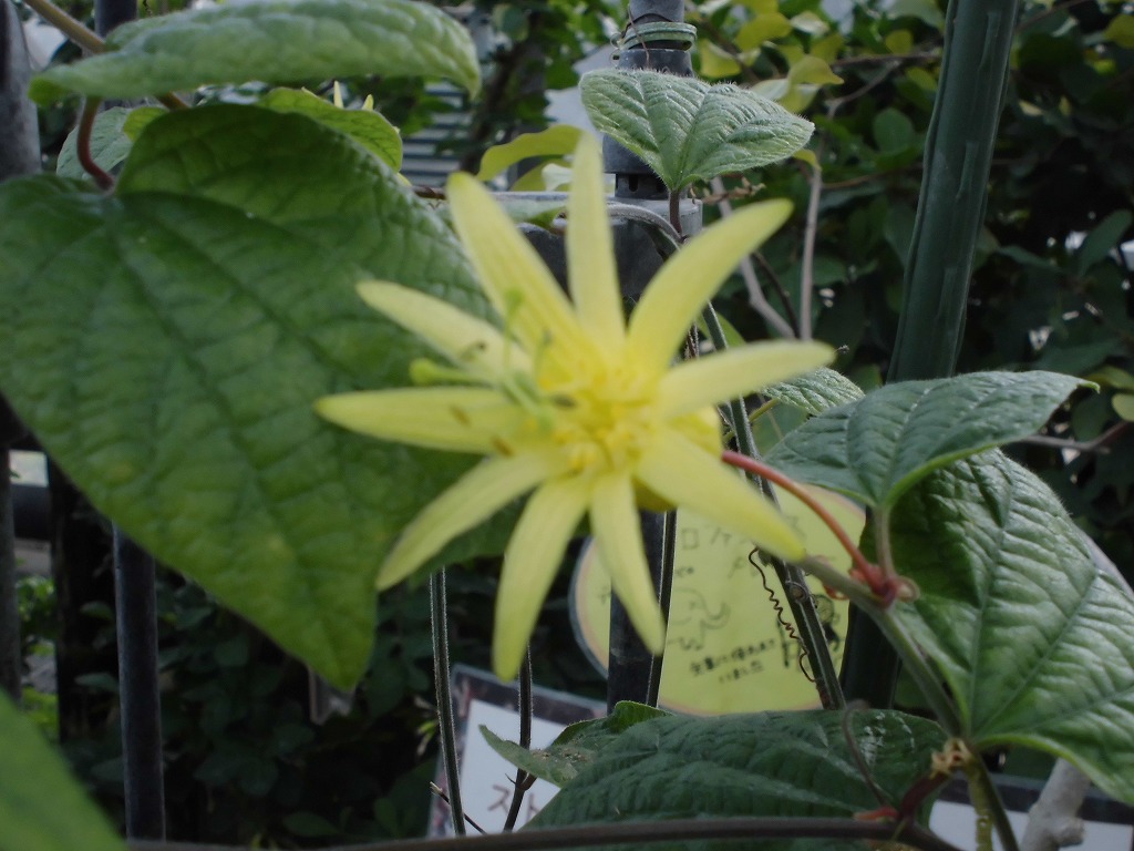 パッシフローラ・キトリナ　開花中（ドーム）