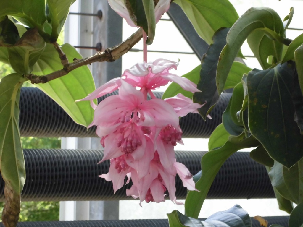 メディニラマグニフィカ　開花中（ドーム）