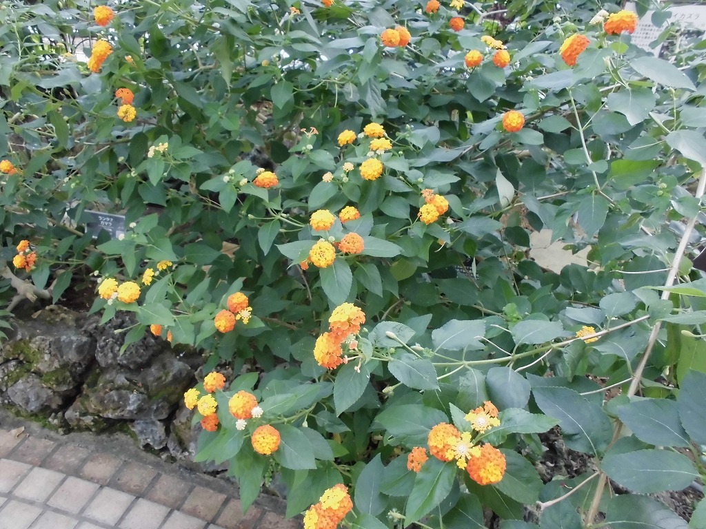 ランタナ　開花中（ドーム）