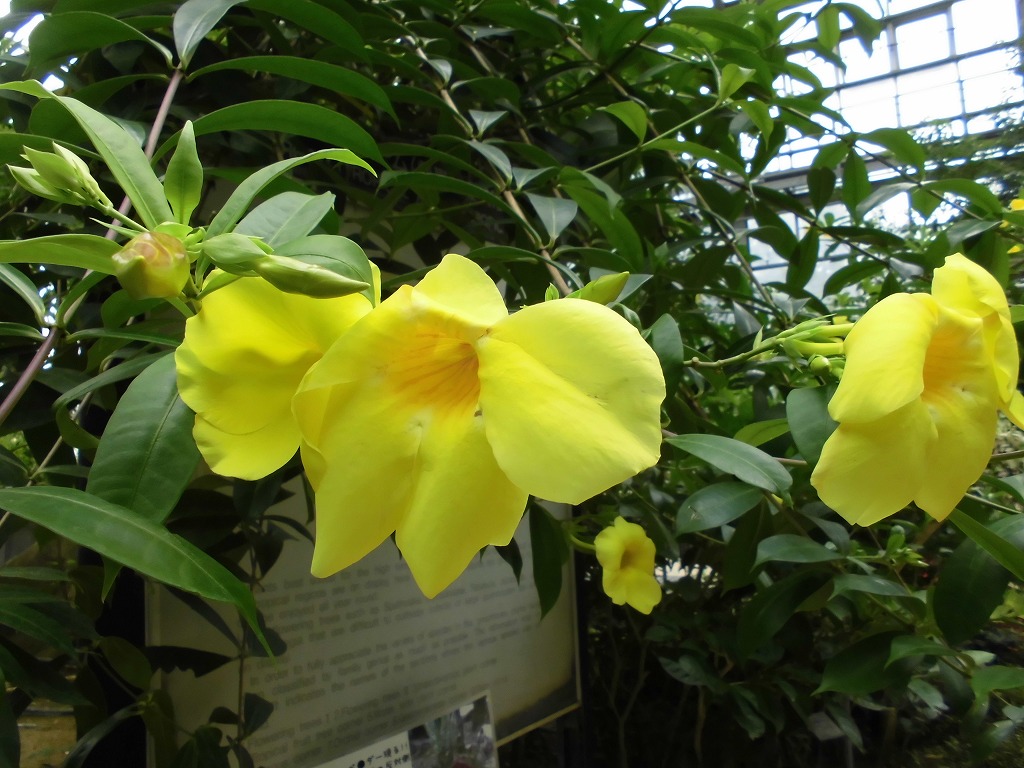 アリアケカズラ　開花中（ドーム）