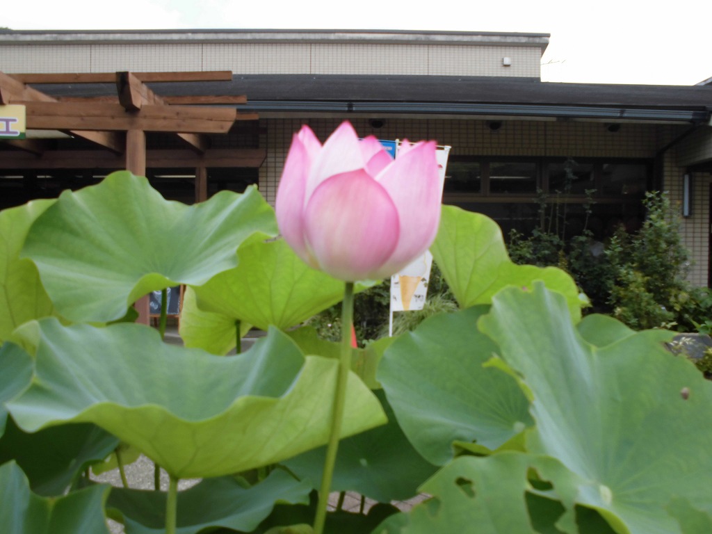 カフェ前のハス　大紅袍