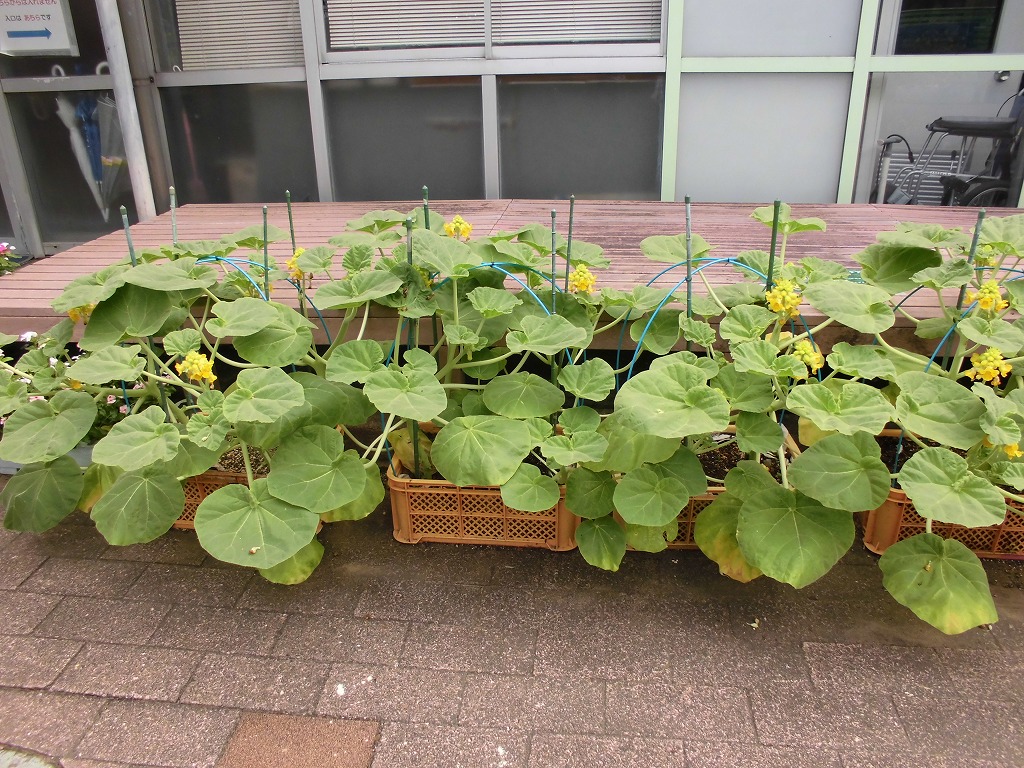 大温室前の黄色い花
