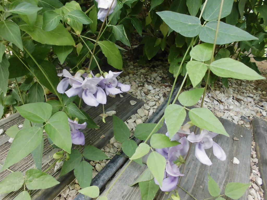 スネールフラワー　開花中（ドーム）