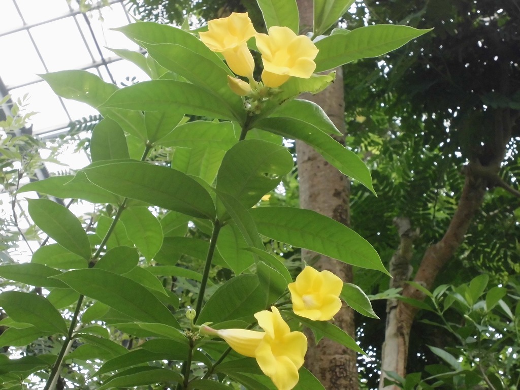 ヒメアリアケカズラ　開花中（ドーム）