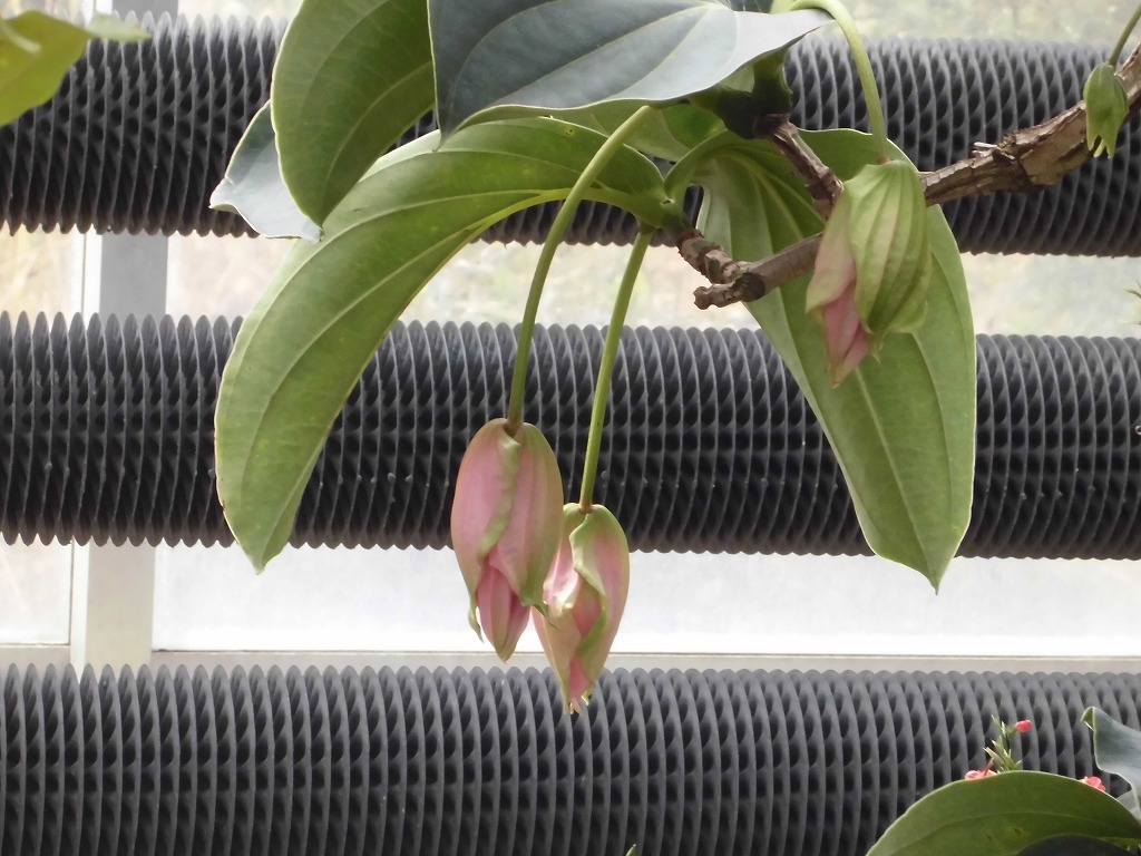 メディニラマグニフィカ　蕾状態（ドーム）