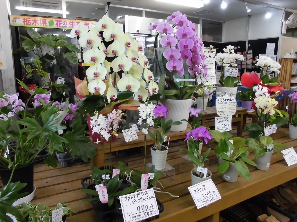 とちはなちゃんのお花屋さん - とちぎ花センター