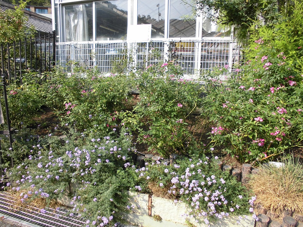 バラ園を彩る花たち