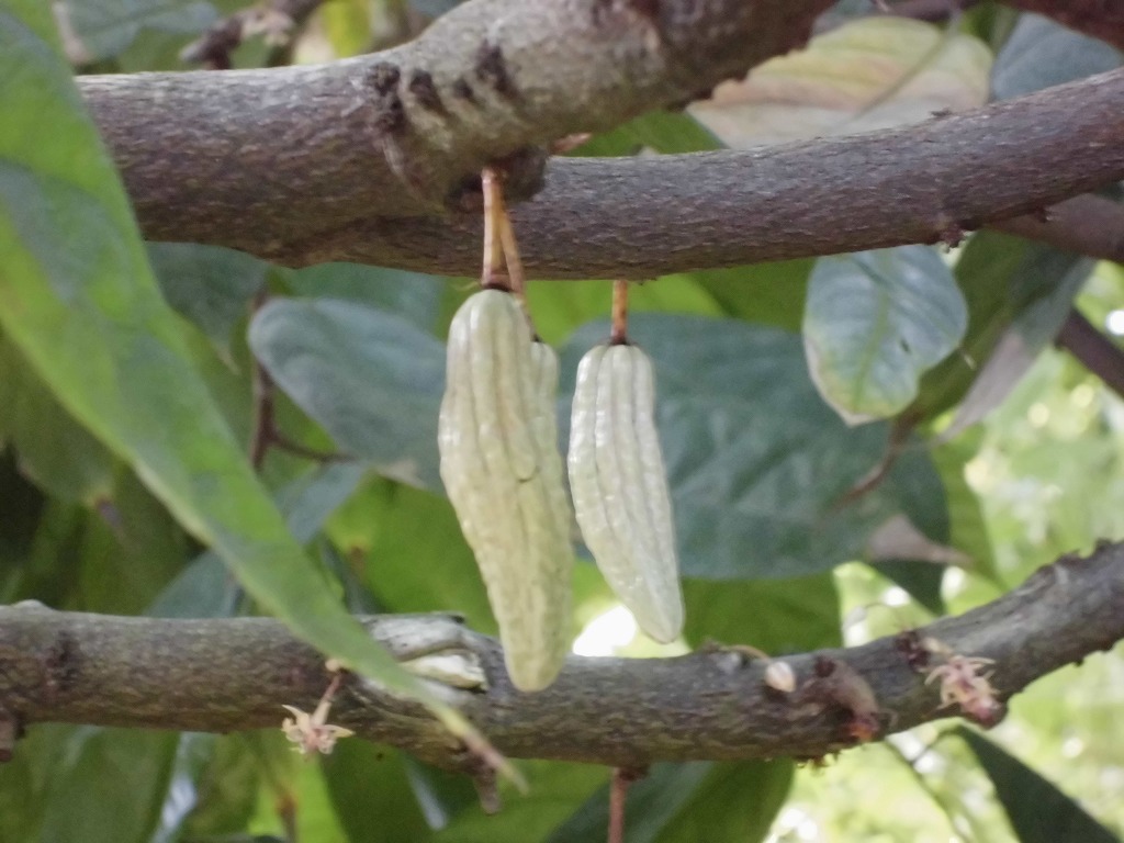 カカオ　結実中（ドーム）
