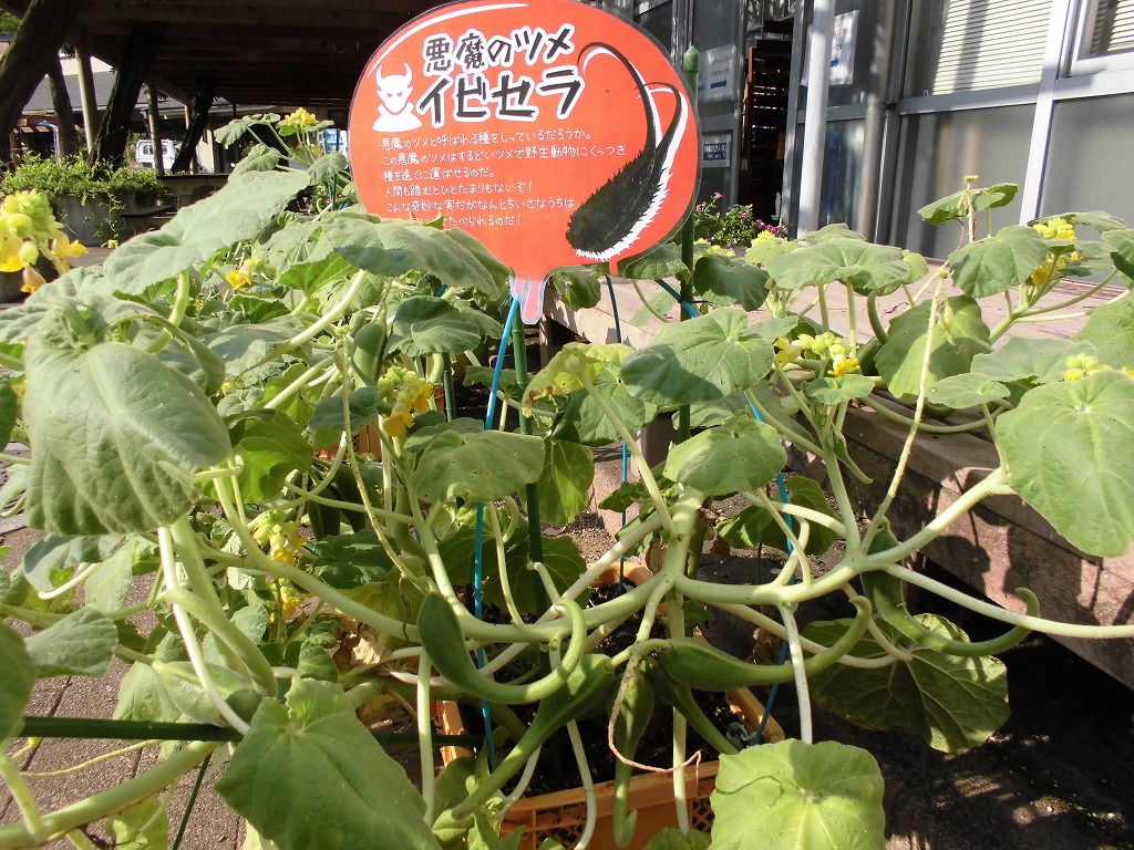 大温室前の黄色い花