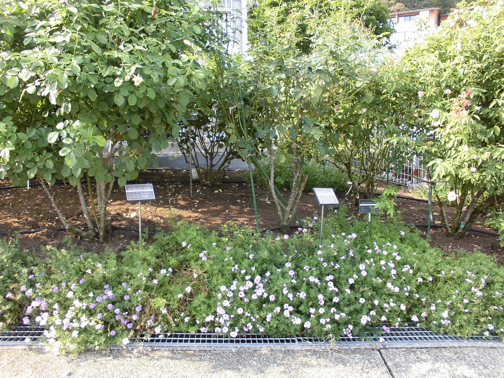バラ園を彩る花たち