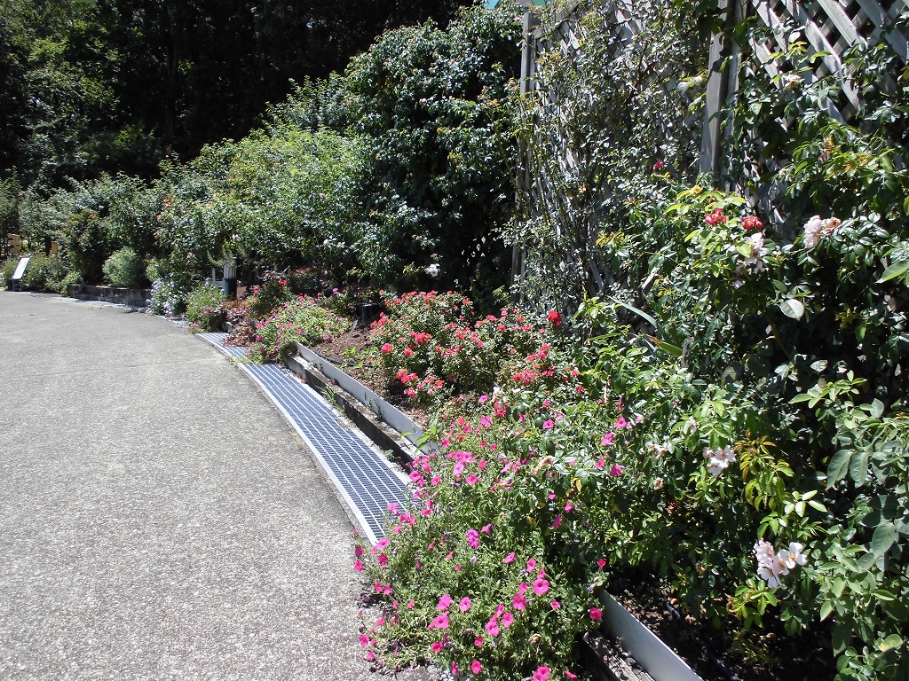 バラ園を彩る花たち